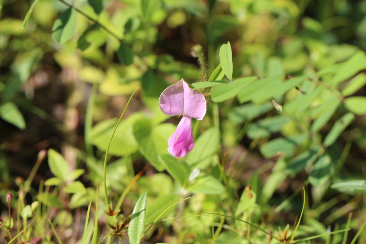 Tephrosia maxima (L.) Pers.